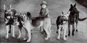 German Shepherds 1939. Beautiful!