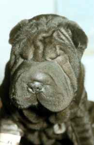 'Cute' wrinkles cause infections, pain and eye injuries.