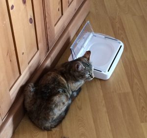 Our cat Stella with her motion-sensor bowl. I think she was trying to tell me something!